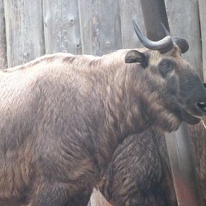 Mishmi takin -Zoo Praha (2025)