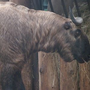 Mishmi takin -Zoo Praha (2025)