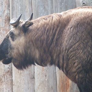 Mishmi takin -Zoo Praha (2025)