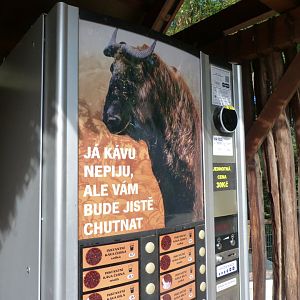 Takin coffee break -Zoo Praha (2025)