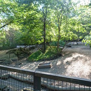 Chacoan peccary exhibit -Zoo Praha (2025)