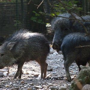 Chacoan peccaries -Zoo Praha (2025)