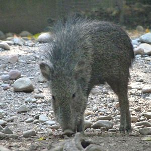 Chacoan peccary -Zoo Praha (2025)