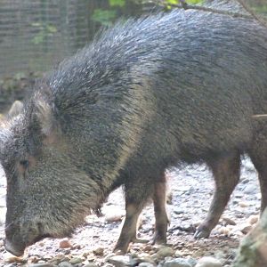 Chacoan peccary -Zoo Praha (2025)