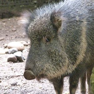 Chacoan peccary -Zoo Praha (2025)
