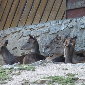 Javan rusas -Zoo Praha (2025)