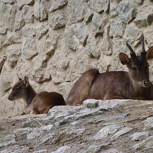 Javan rusas -Zoo Praha (2025)