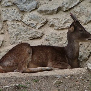 Javan rusa -Zoo Praha (2025)