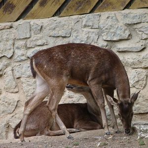 Javan rusas -Zoo Praha (2025)