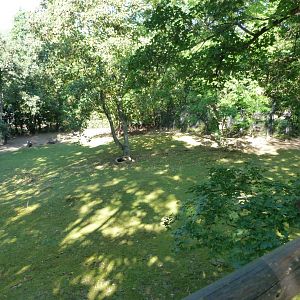 Eastern wallaroo exhibit -Zoo Praha (2025)