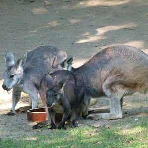 Eastern wallaroos -Zoo Praha (2025)