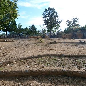 Przewalski's horse exhibit -Zoo Praha (2025)