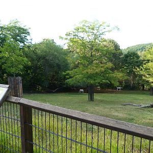 Addax exhibit -Zoo Praha (2025)