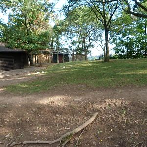 Emu exhibit -Zoo Praha (2025)