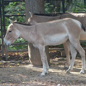 Kulans -Zoo Praha (2025)