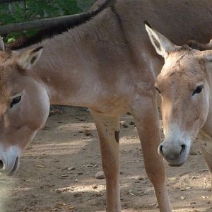 Kulans -Zoo Praha (2025)