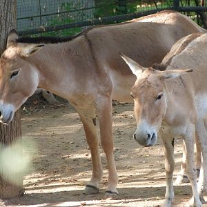 Kulans -Zoo Praha (2025)