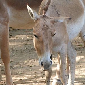 Kulan -Zoo Praha (2025)