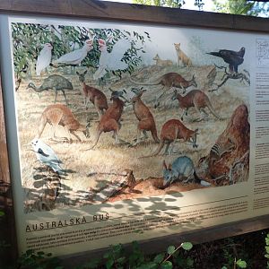 Australian bush sign -Zoo Praha (2025)