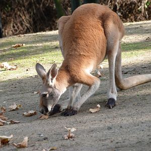 Red kangaroo -Zoo Praha (2025)