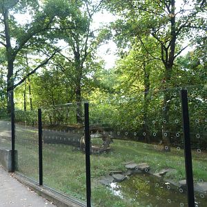 Bush dog exhibit -Zoo Praha (2025)