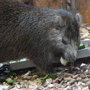 Desmarest's hutia -Zoo Praha (2025)