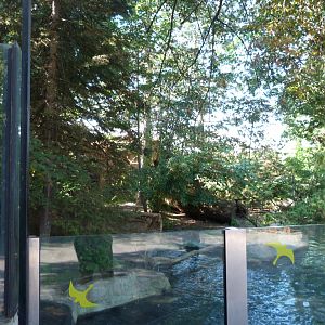 North American river otter exhibit -Zoo Praha (2025)