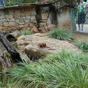 Yellow mongoose exhibit -Zoo Praha (2025)