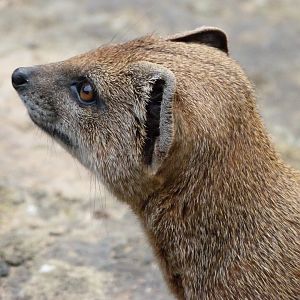 Yellow mongoose -Zoo Praha (2025)