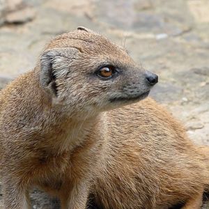 Yellow mongoose -Zoo Praha (2025)