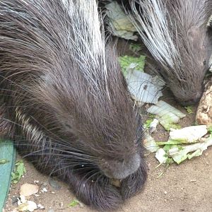 Cape porcupines -Zoo Praha (2025)