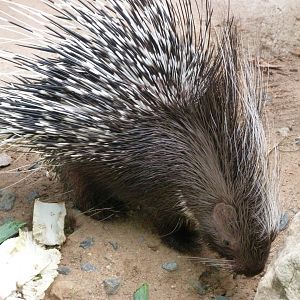 Cape porcupine -Zoo Praha (2025)