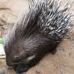 Cape porcupine -Zoo Praha (2025)