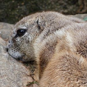 Cape ground squirrel -Zoo Praha (2025)