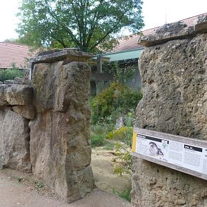Central African ratel exhibit -Zoo Praha (2025)