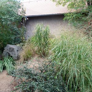 South African bat-eared fox exhibit -Zoo Praha (2025)