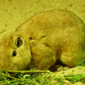 Common gundi -Zoo Praha (2025)