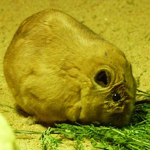 Common gundi -Zoo Praha (2025)