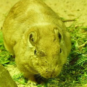 Common gundi -Zoo Praha (2025)