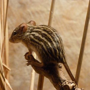 Barbary striped mouse -Zoo Praha (2025)