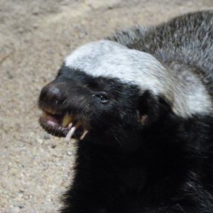 Central African ratel -Zoo Praha (2025)