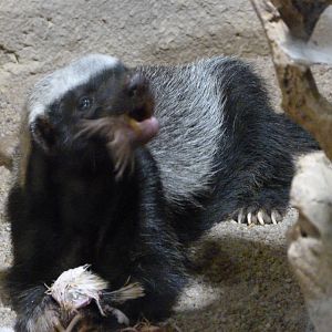 Central African ratel -Zoo Praha (2025)