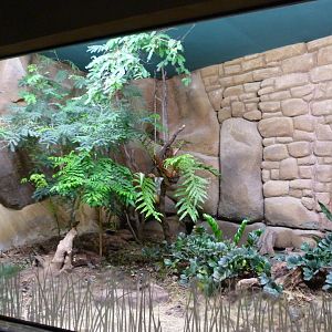 Black-and-rufous sengi exhibit -Zoo Praha (2025)