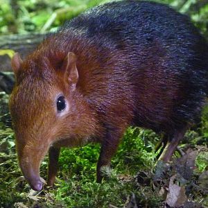 Black-and-rufous sengi -Zoo Praha (2025)