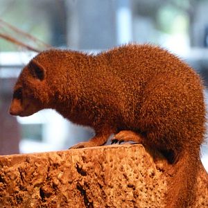 Dwarf mongoose -Zoo Praha (2025)