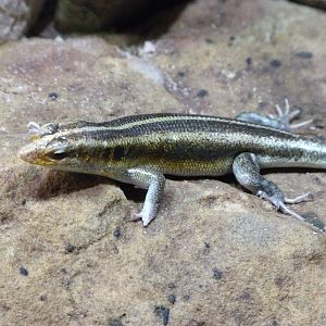 Rainbow skink -Zoo Praha (2025)