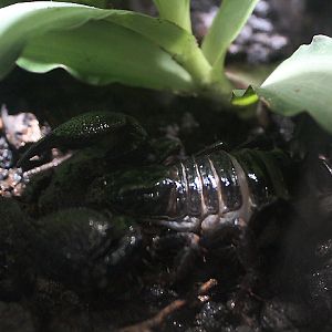 Emperor scorpion (Pandinus imperator)