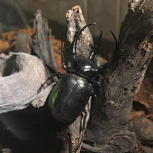 Caucasus beetle (Chalcosoma chiron chiron)