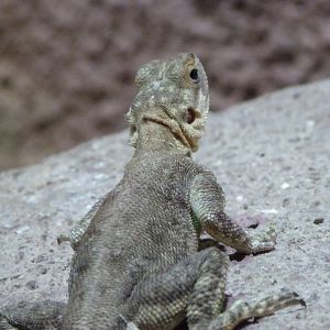 Peters’ rock agama -Zoo Praha (2025)