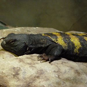 Banded spiny-tailed lizard -Zoo Praha (2025)